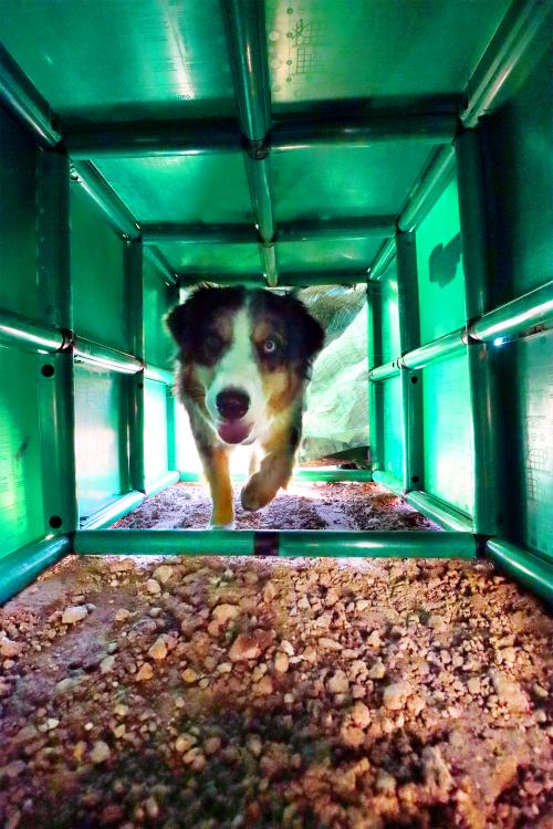 A dog in the QUADRO tunnel