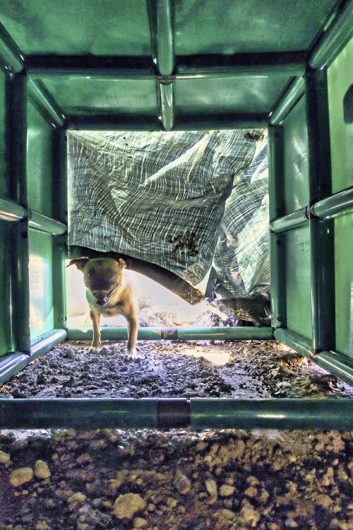 A dog in the QUADRO tunnel