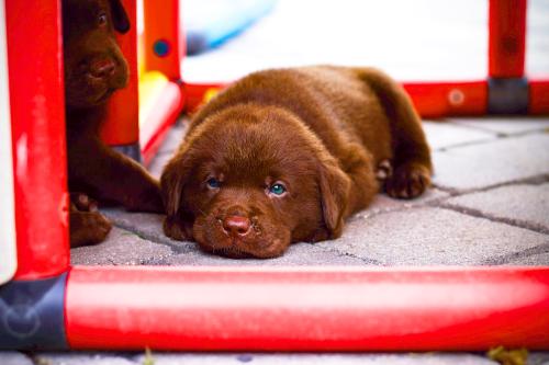 A puppy lying on the floor