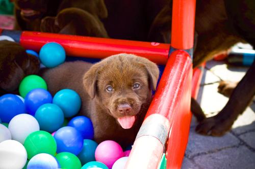 A puppy in a ball pit